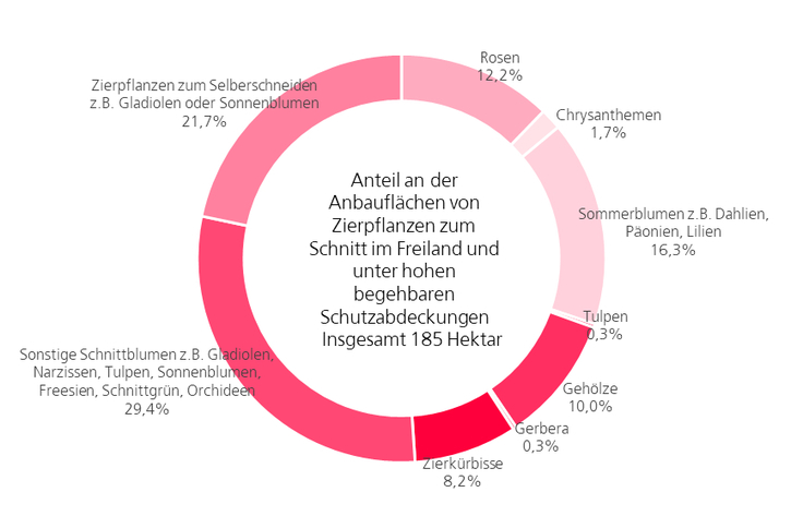 Anbau von Schnittblumen und Zierpflanzen zum Schnitt in Niedersachsen (2021). Insgesamt 185 Hektar. Größter Anteil 29,4% Sonstige Schnittblumen wie zum Beispiel Narzissen, Gladiolen, Tulpen und Sonnenblumen. 21,7% sind Zierpflanzen zum Selberschneiden.