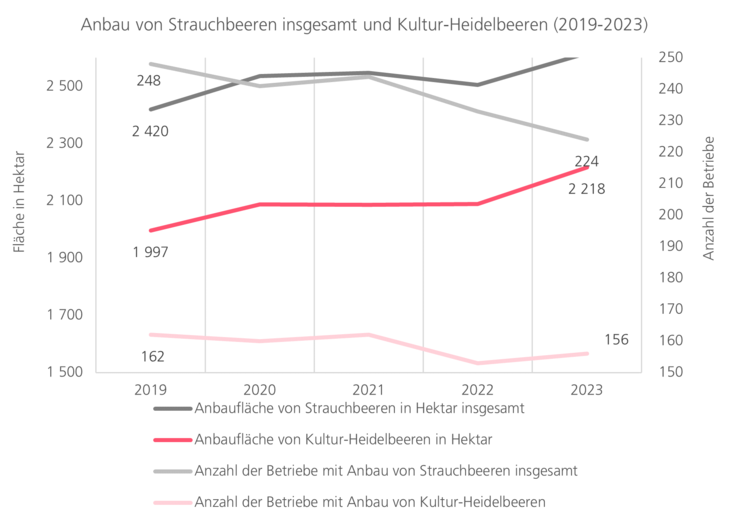 Anbau von Strauchbeeren und Kultur-Heidelbeeren 2019 bis 2023. Abnahme der Betriebe aber Zunahme der Flächen.