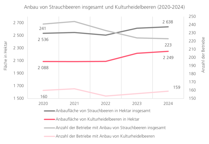 Anbau von Strauchbeeren und Kultur-Heidelbeeren 2019 bis 2023. Abnahme der Betriebe aber Zunahme der Flächen.