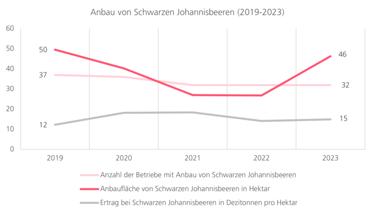 Anbau von Schwarzen Johannisbeeren 2019 bis 2023. Abnahme der Betriebe und zum Jahr 2023 steigende Flächen. Konstanter Ertrag.