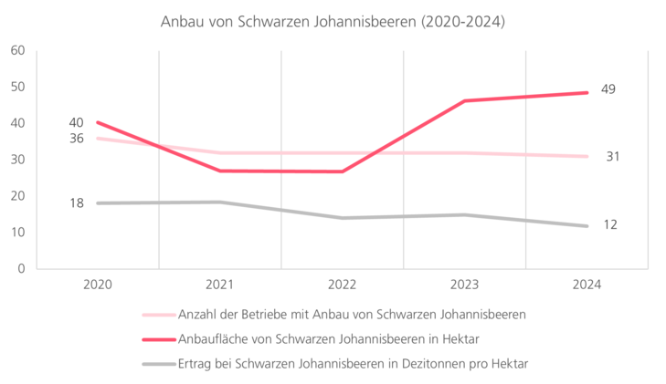 Anbau von Schwarzen Johannisbeeren 2019 bis 2023. Abnahme der Betriebe und zum Jahr 2023 steigende Flächen. Konstanter Ertrag.