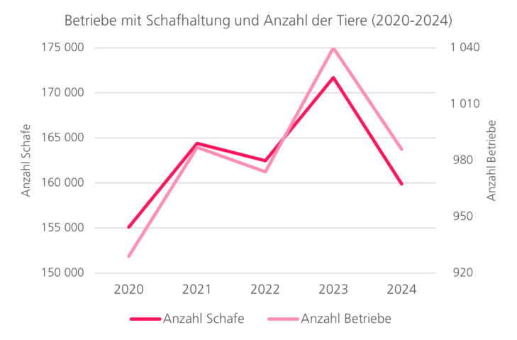 Betriebe mit Schafhaltung und Anzahl der Tiere von 2019 bis 2023. Zunahme von Betrieben und Tieren nach 2020.