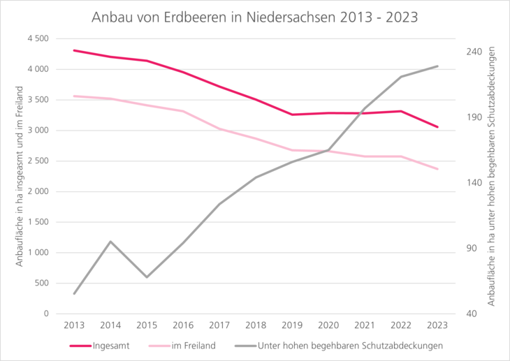 Anbau von Erdbeeren in Niedersachsen von 2013 bis 2023. Zunahme von Anbau unter Schutzabdeckungen. Abnahme von Anbau im Freiland.