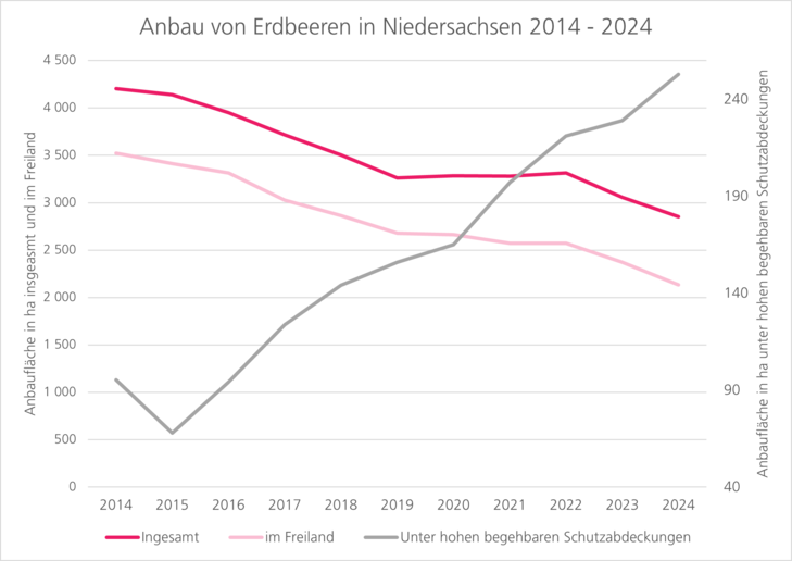 Anbau von Erdbeeren in Niedersachsen von 2013 bis 2023. Zunahme von Anbau unter Schutzabdeckungen. Abnahme von Anbau im Freiland.