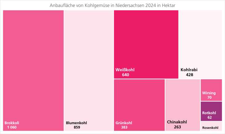 Anbaufläche von Kohlgemüse 2023: Unter anderem 952 Hektar Brokkoli, 770 Hektar Blumenkohl, 344 Hektar Grünkohl.