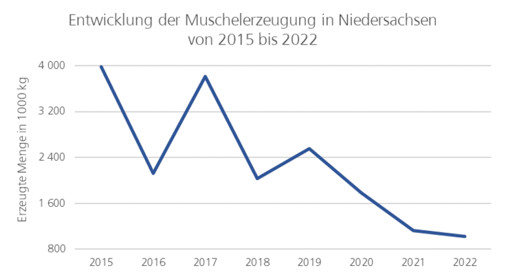 Starker Rückgang der Muschelerzeugung zwischen 2015 und 2022. Von knapp 4000 Tonnen auf rund 1000 Tonnen.