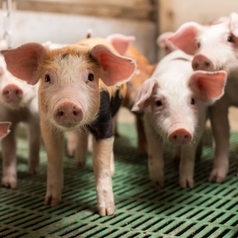 Mehrere Ferkel stehen in einem Stall.