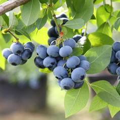 Heidelbeeren hängen am Strauch.