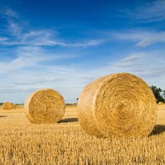 Mehrere runde Heuballen liegen auf einem abgeernteten Feld.