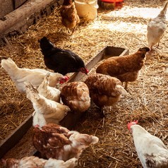 Mehrere Hühner fressen in einem Stall.