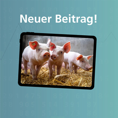 Tiere und tierische Erzeugung in Niedersachsen 2025: Drei Ferkel stehen nebeneinander in einem Stall. Unter ihnen ist Stroh ausgelegt.