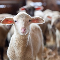 Ein Schaf steht im Schafstall, im Hintergrund sind weitere Schafe zu sehen.